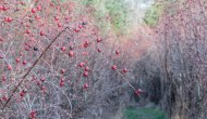 Rosehip Alley