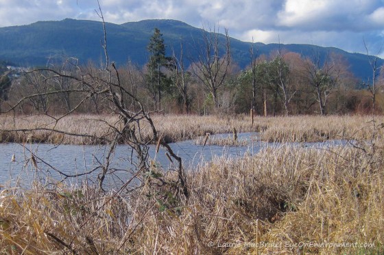 Pond surrounded by tall grasses and reeds with mountains in background