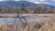 Treasuring the Wetlands