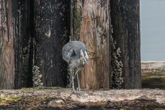 Heron fishing off a log breakwater