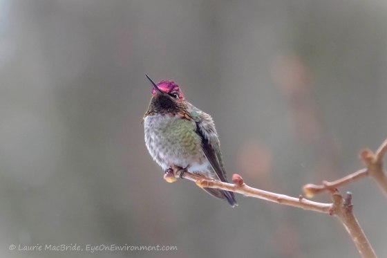 Male Anna's hummingbird