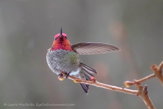 Hummingbird flapping his wing