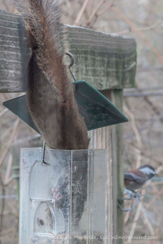 Squirrel in bird feeder