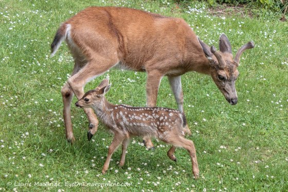 Buck with tiny fawn