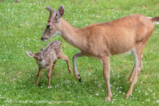 Fawn looking up at buck who's giving it very gentle kick