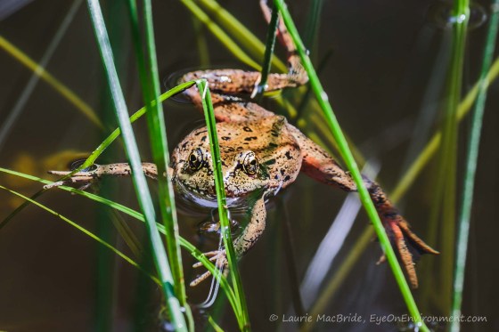 Red-legged frog sprawled out in pond, looking at camera