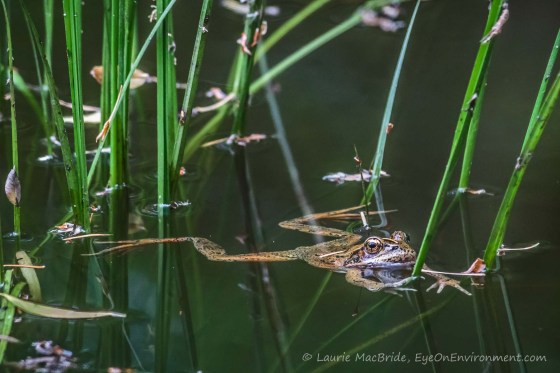 Red-legged frog floating outstretched in a pond with fir needles on its head and back