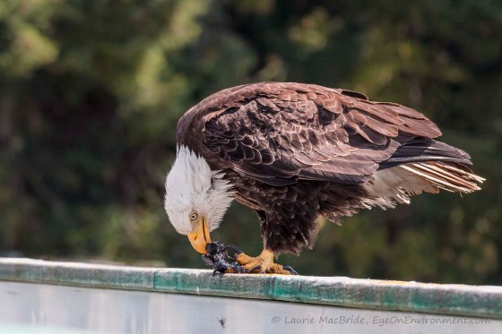 Mature bald eagle eating a small bird