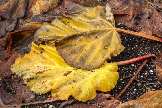 Yellow, decaying foliage of rhubarb plants