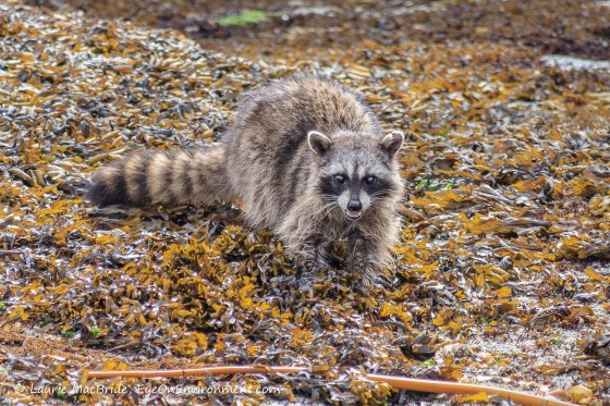 Raccoon digging under the seaweed in the intertidal zone