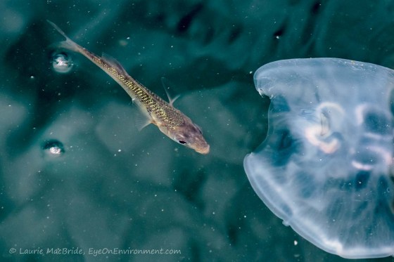 Small fish with jellyfish that has a chunk missing