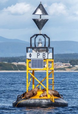 East cardinal buoy PB with sleeping sea lions aboard