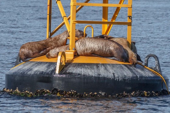 Three sea lions sleeping on a floating navigational buoy