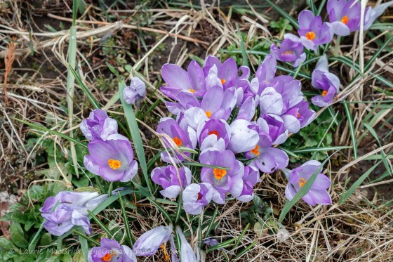 Purple crocuses emerging among dead grass and weeds