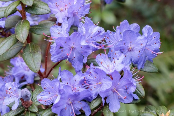 blue rhododendron blossoms
