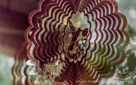 Hummingbird on nest, built on wind spinner with metal hummingbird