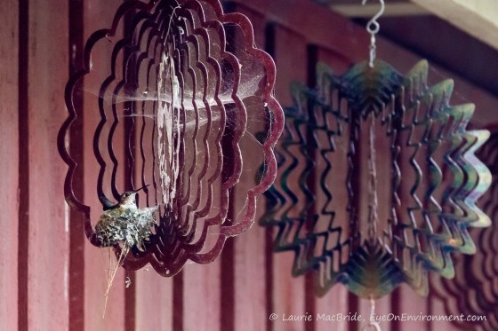 A hummingbird sitting on a next on a wind spinner