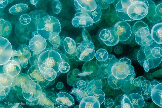 Floating moon jellies