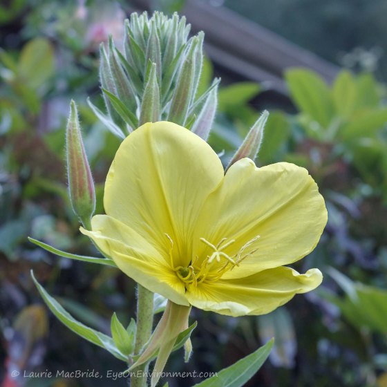 Yellow evening primrose flower, closeup