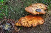 Two large mushrooms on a mossy tree trunk with fallen leaves and ferns