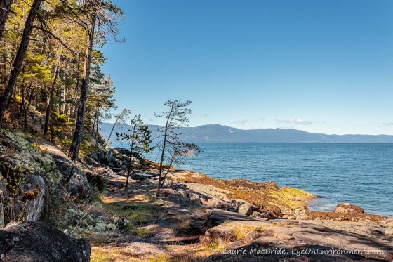 Mossy bluff with large island in background