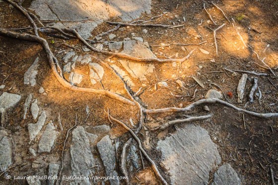 Tree roots, soil and stone