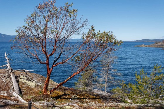 Arbutus tree and view up Malaspina Strait