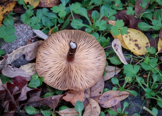 Upside down mushroom in the fall forest