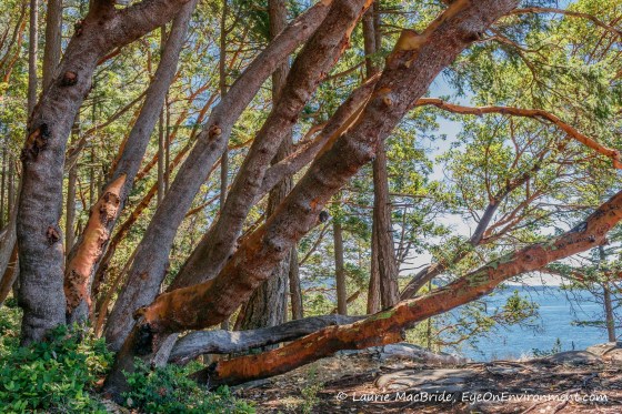 Large arbutus trunks arching over a seaside trail