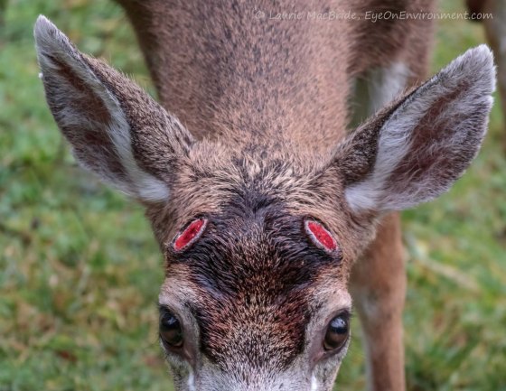 Deer with bright red raw looking areas where antlers had been