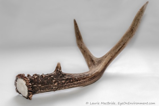 Deer antler on white background