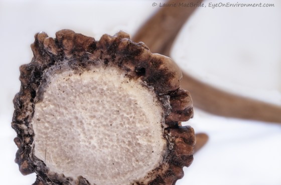 closeup of the area of antler that attached to the buck