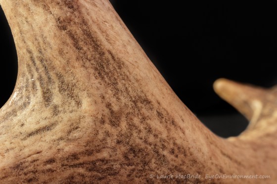 closeup of smooth antler surface with black background