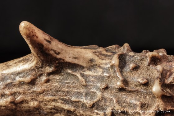 closeup of rough part of antler