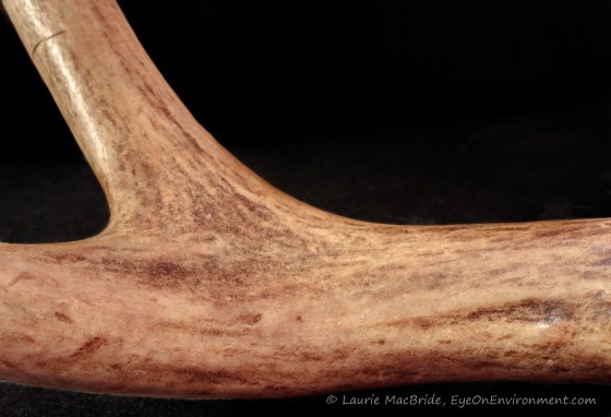 closeup of smooth part of antler with black background