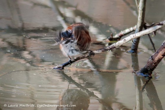 chickadee taking a drink from a pond