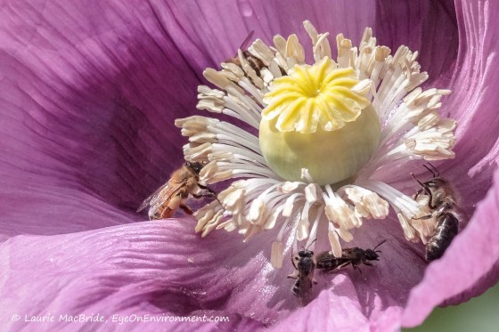 Closeup of four bees on a pink poppy