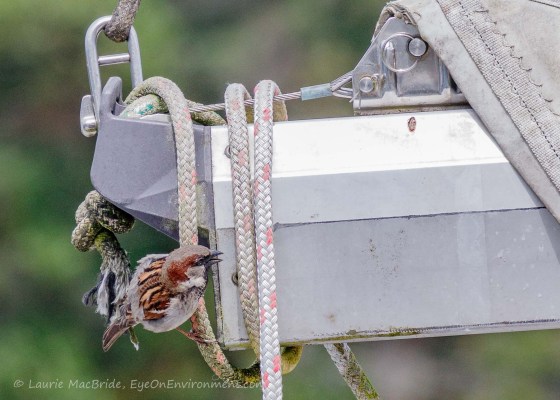 House sparrow emerging from a sailboat's boom