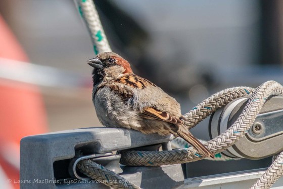 Closeup of house sparrow on a sailboat