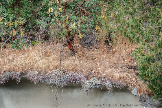 Detail of upper shoreline