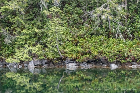 Forested shoreline, reflected in the water