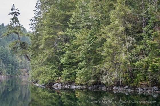 Forested shoreline