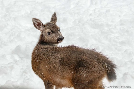 Fawn closeup in snow