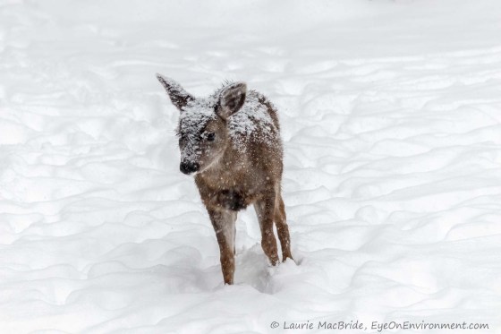 Fawn struggling to walk through snow