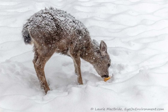 Fawn in heavy snow, eating an apple