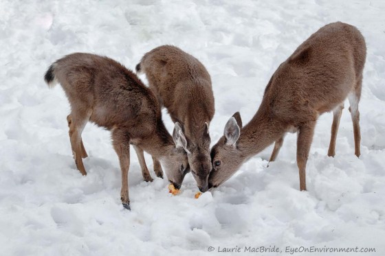 Doe and two fawns eating apples in the snow