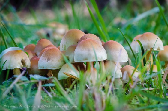 Mushrooms growing close together (low angle view)