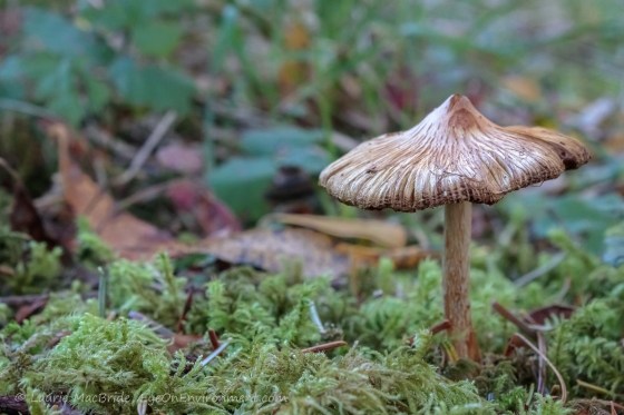 Single mushroom, low angle