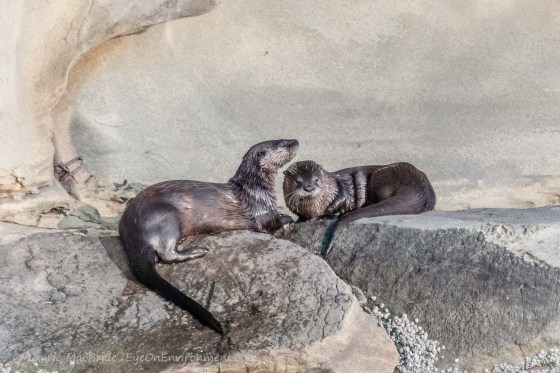 Two river otters on shore
