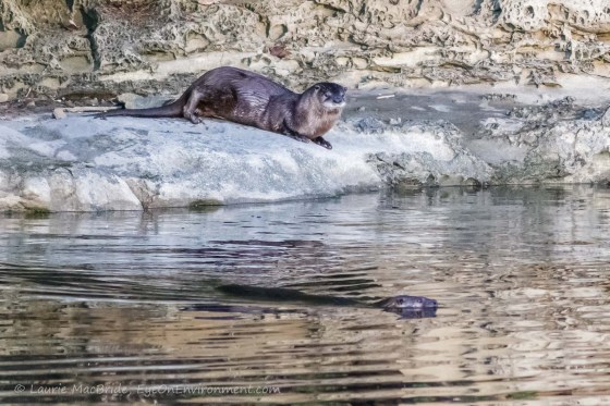 Mother river otter swims out while pup watches from shore